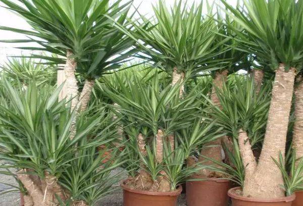 Bijou Yucca ivoire
