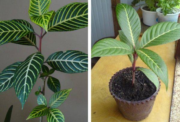 Sankhétia est belle