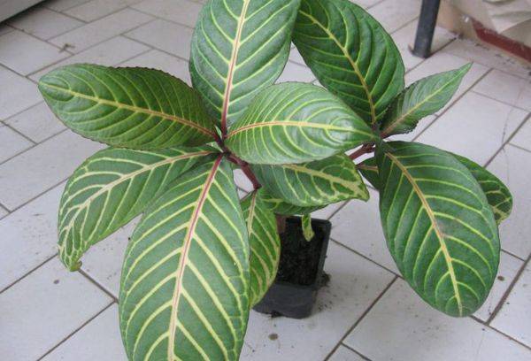 Sankhétia est belle