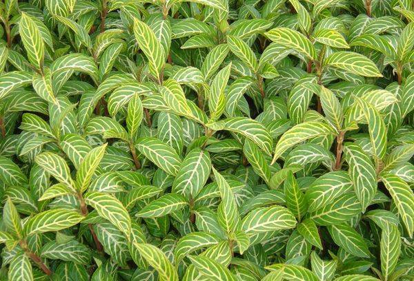 Sanchetia à petites feuilles