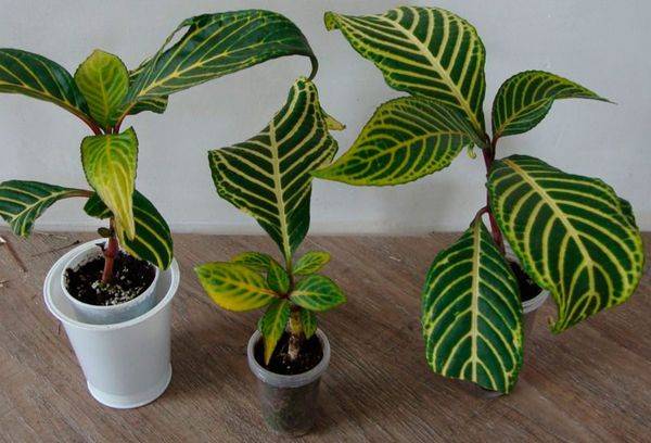 Reproduction de Sankhétia