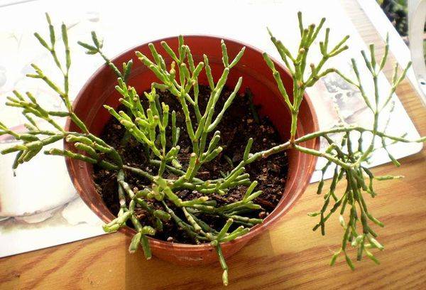 Reproduction d'Hachiora