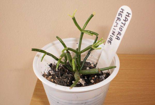 Reproduction d'Hachiora