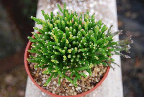 Hathiora salicorniformes