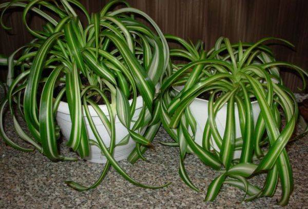 Chlorophytum à crête (Bonnie)