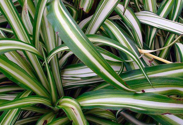 Chlorophytum à crête Vittatum