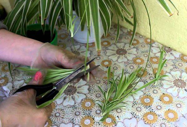 Transplantation et propagation de Chlorophytum