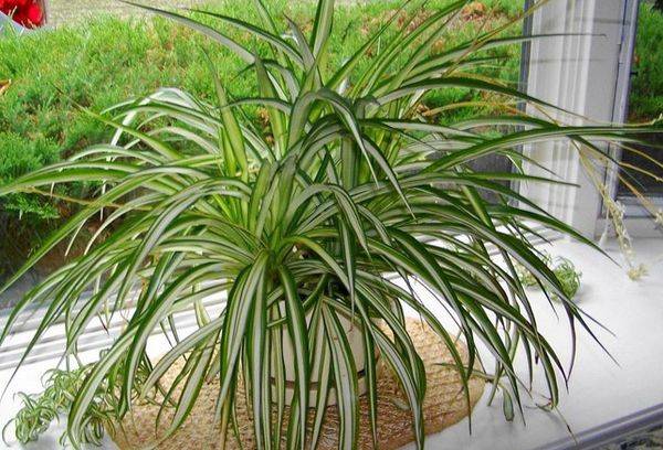 Chlorophytum Maculatum à crête