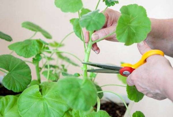 Préparation des géraniums