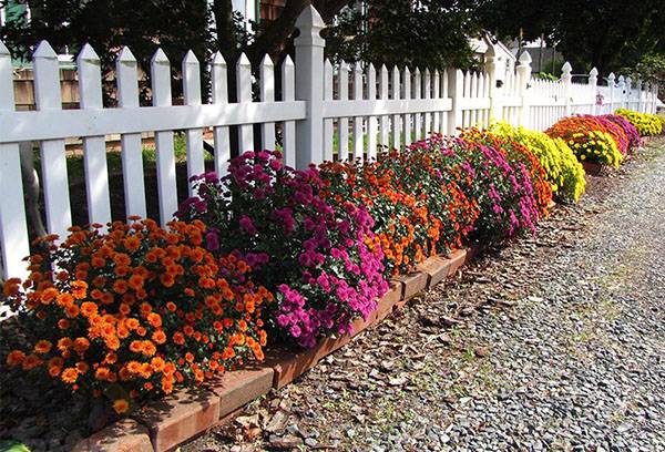 Différentes variétés de chrysanthèmes