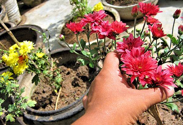 Nettoyer les chrysanthèmes pour l'hiver