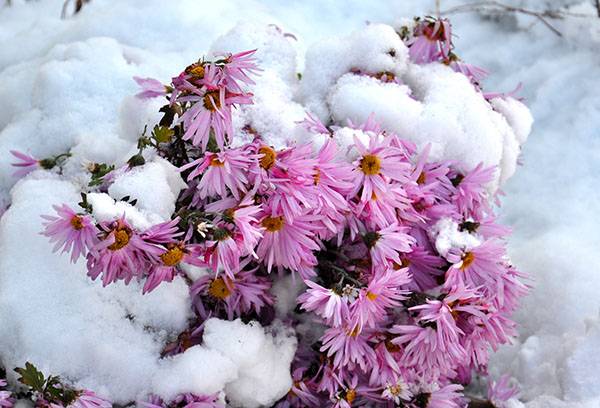 Chrysanthèmes sous la neige