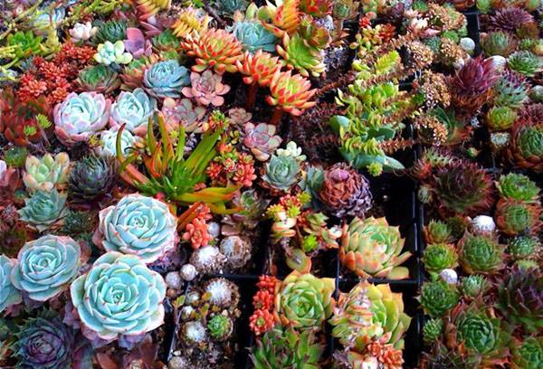 Plantes succulentes de différents types