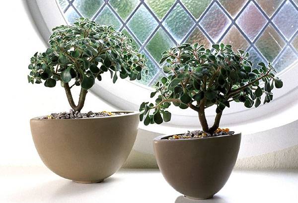 Plantes succulentes sur le rebord de la fenêtre