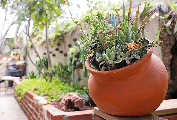 Pot de plantes succulentes dans la cour