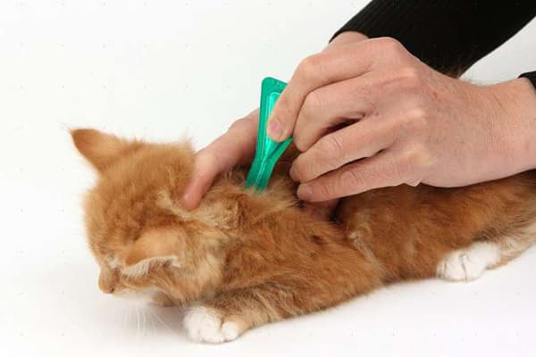 Appliquer des gouttes anti-puces sur le garrot d'un chat