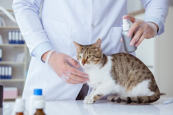 Traiter votre chat avec un spray anti-puces