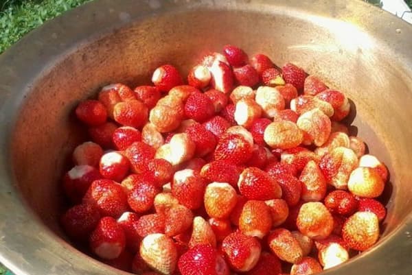 Fraises dans un récipient en aluminium