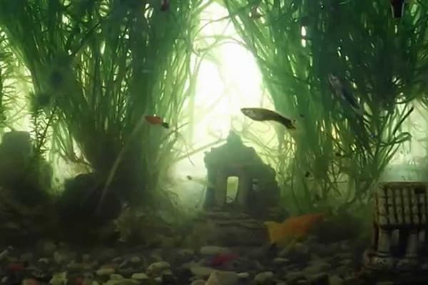 Eau trouble dans l'aquarium