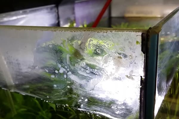 Calcaire dans l'aquarium