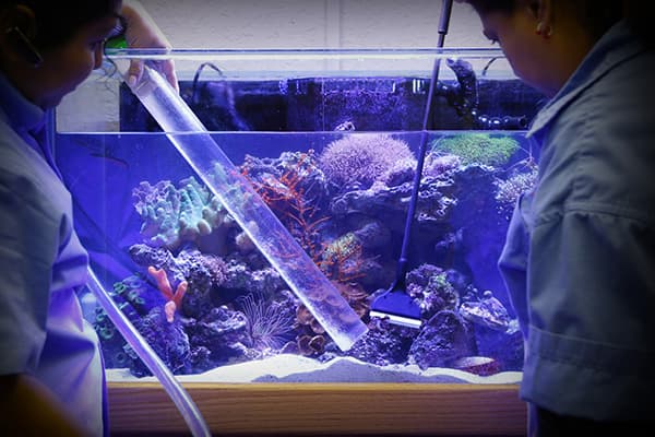 Nettoyage professionnel d'aquarium
