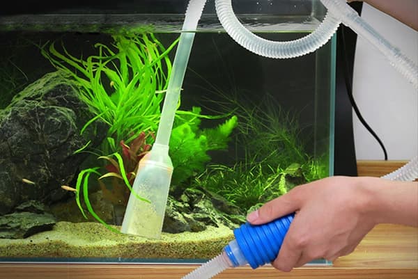 Nettoyer le sol dans un aquarium avec des poissons