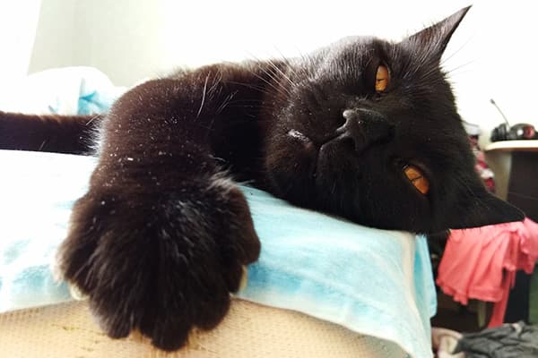 Le chat a chaud dans la pièce