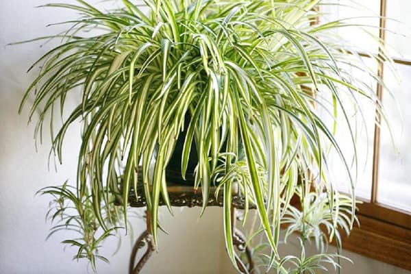 Chlorophytum à crête