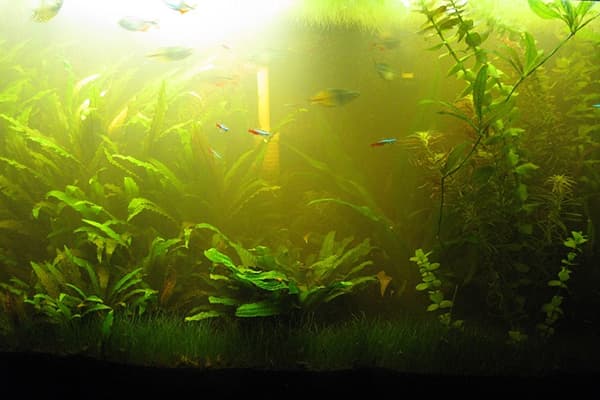Verts dans l'aquarium