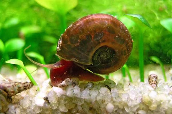 Escargot dans un aquarium