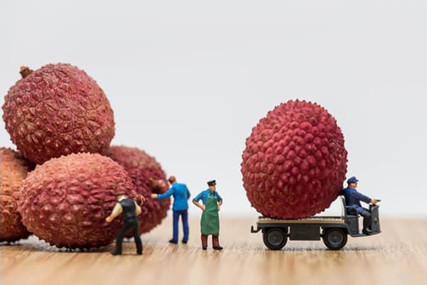Composition aux fruits de litchi