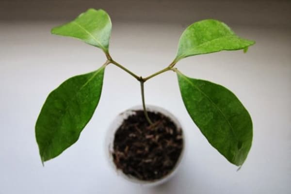 Semis de litchi sur le rebord de la fenêtre