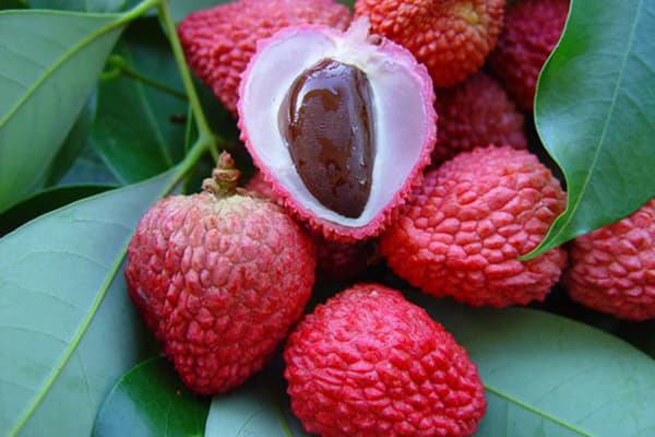 Graine de litchi