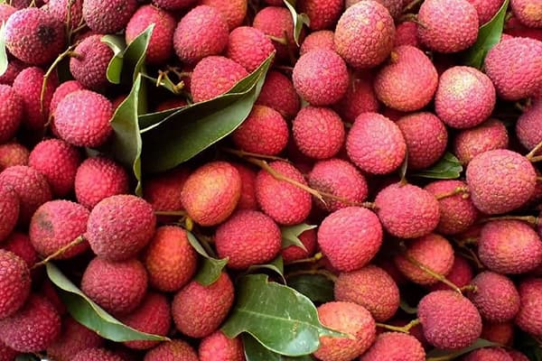 Litchis fraîchement cueillis