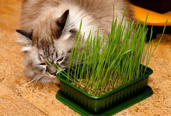 herbe à chat