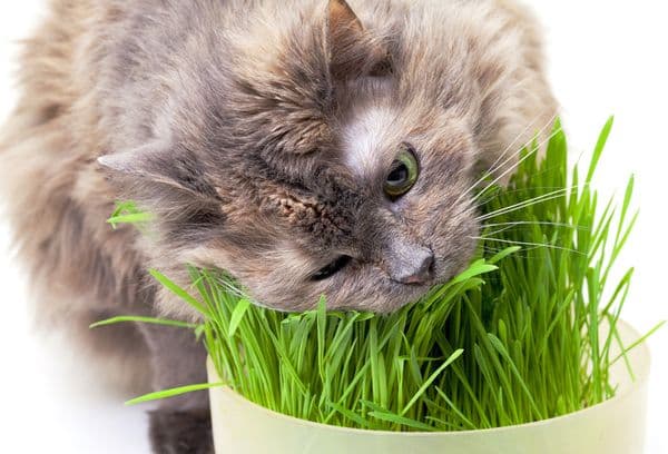 Le chat gris mange de l'herbe