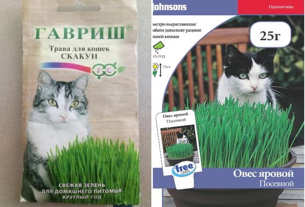 Herbe du commerce pour chats
