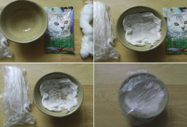 Faire pousser de l'herbe sur de la gaze