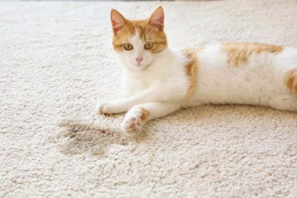 Le chat a fait pipi sur le tapis