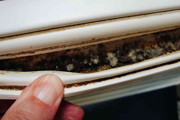 Moisissure sur l'élastique du réfrigérateur