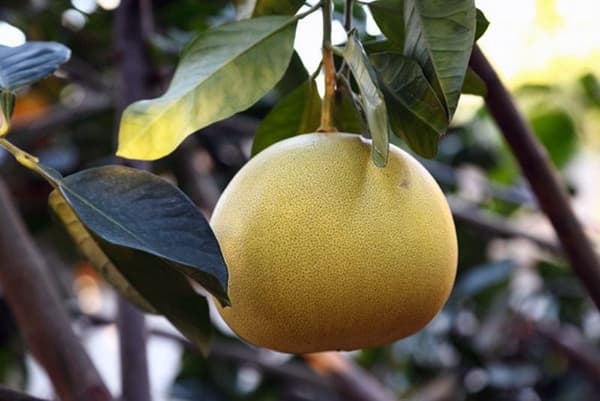 Fruit de pomelo sur une branche