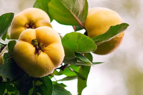 Fruits de coing sur une branche