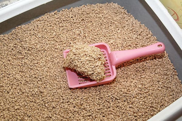 Litière agglomérante pour chat en bois