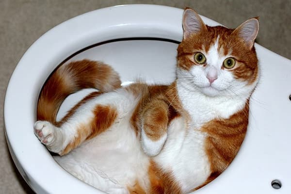 Chat dans les toilettes