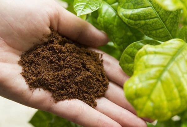 marc de café pour plantes