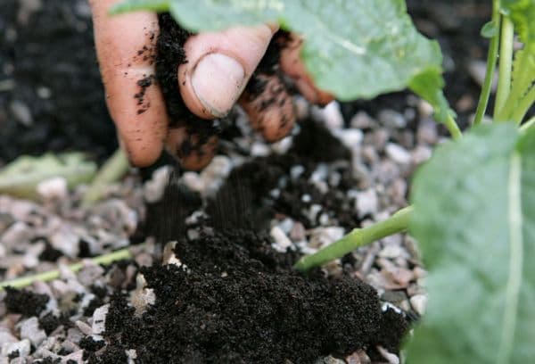 le marc de café comme engrais
