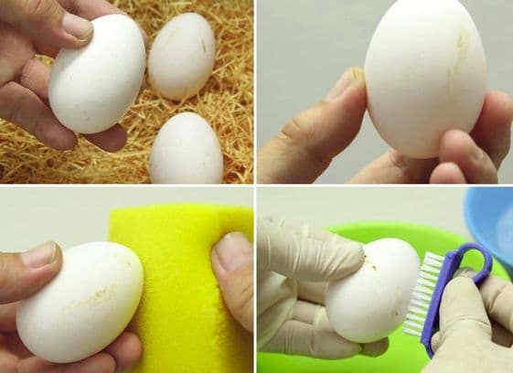 Méthodes pour nettoyer les œufs