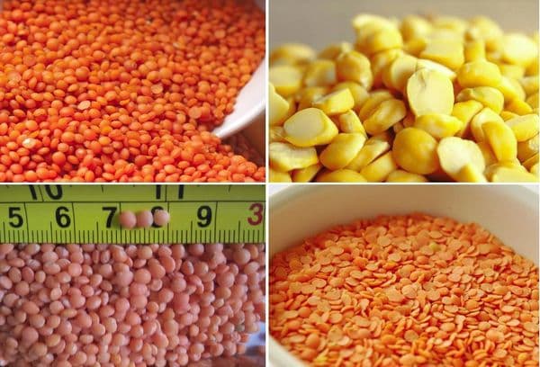 différentes variétés de lentilles