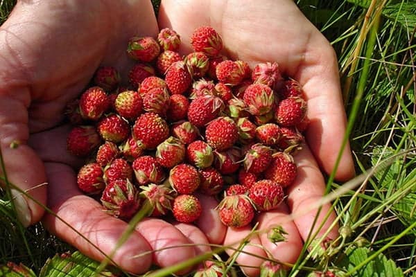 Une poignée de fraises