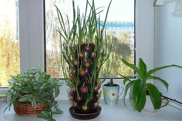 Une façon originale de faire pousser des oignons sur un rebord de fenêtre